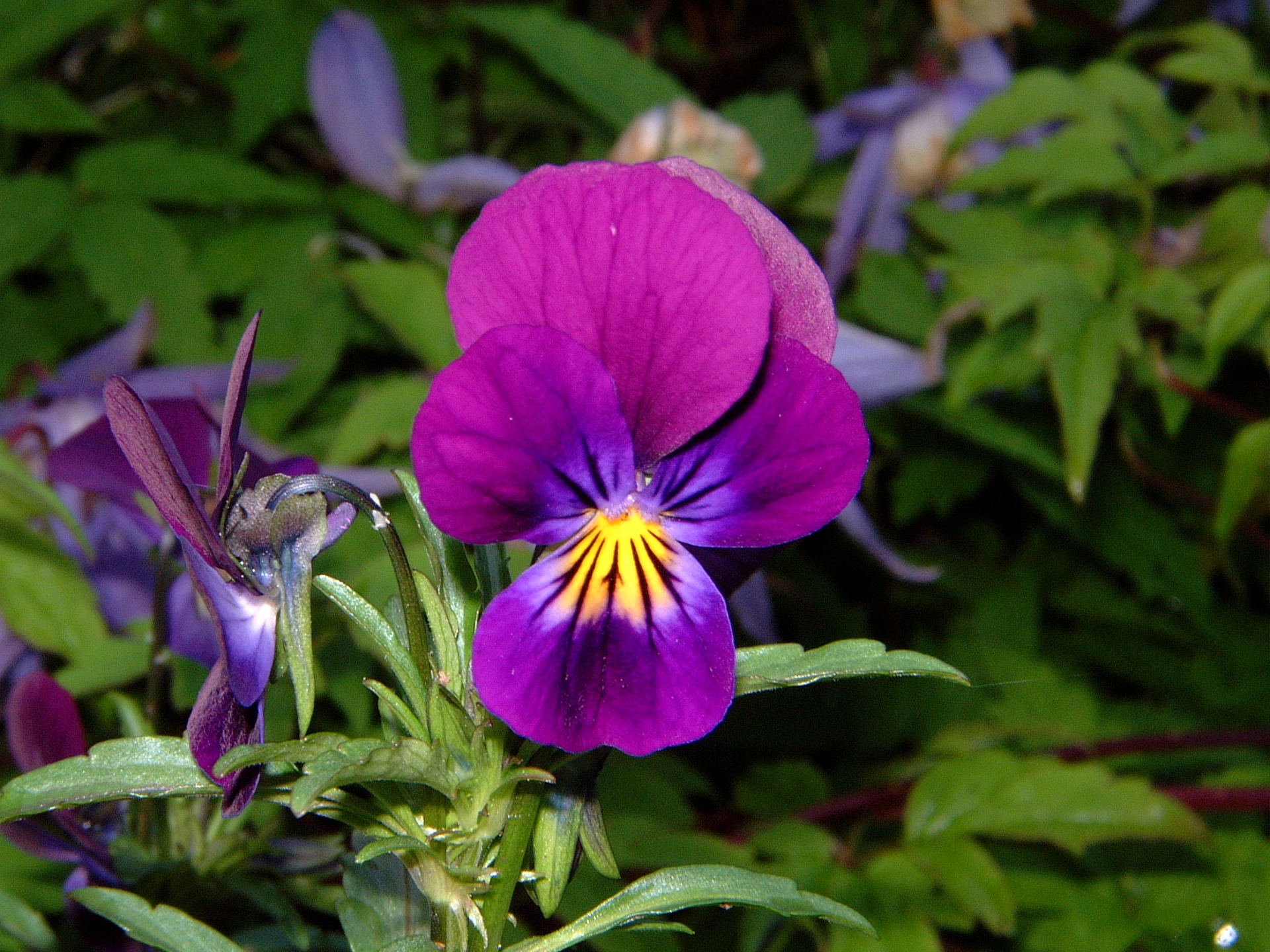 tet teksteditor ny knapp