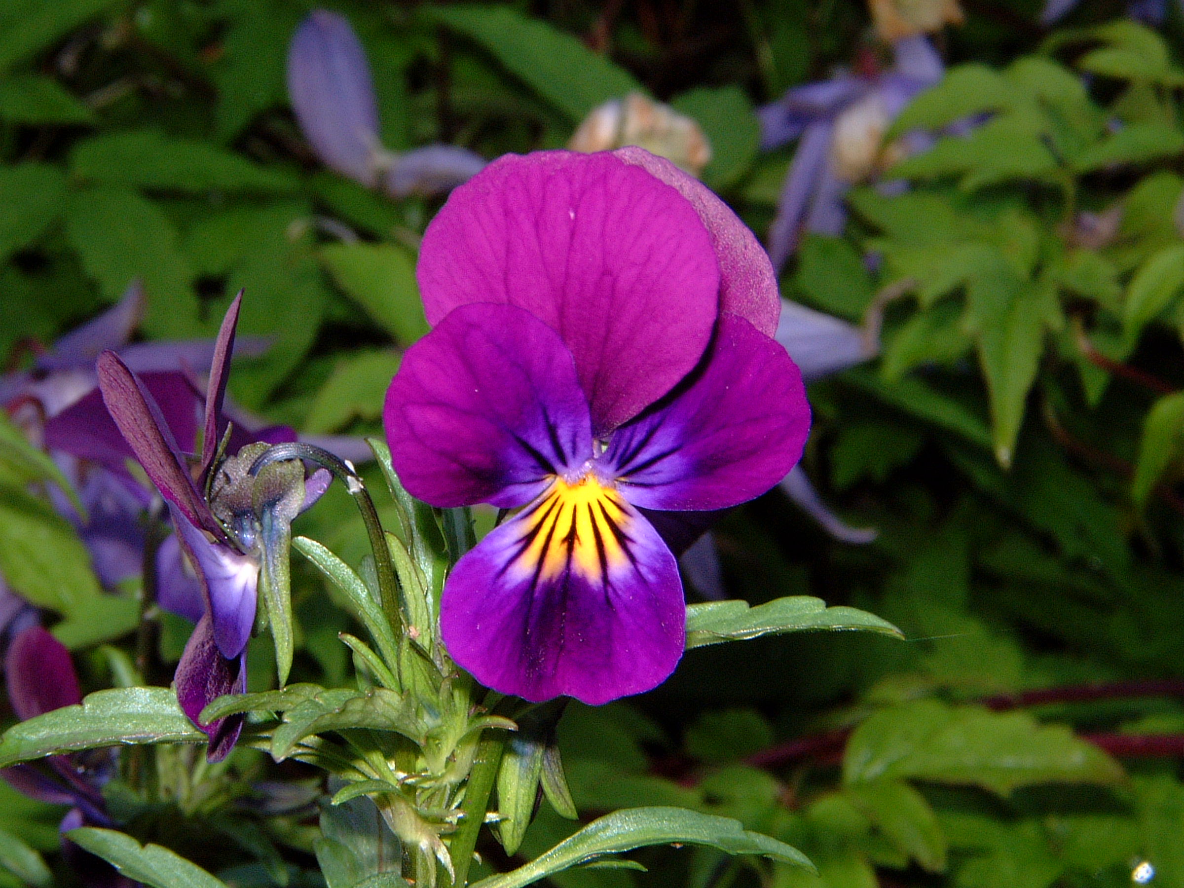 Artikkelbilde til artikkelen tet teksteditor ny knapp